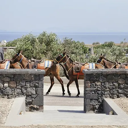 Vino Santorini Foinikiá