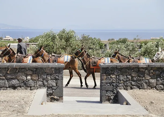 Vino Santorini Foinikiá